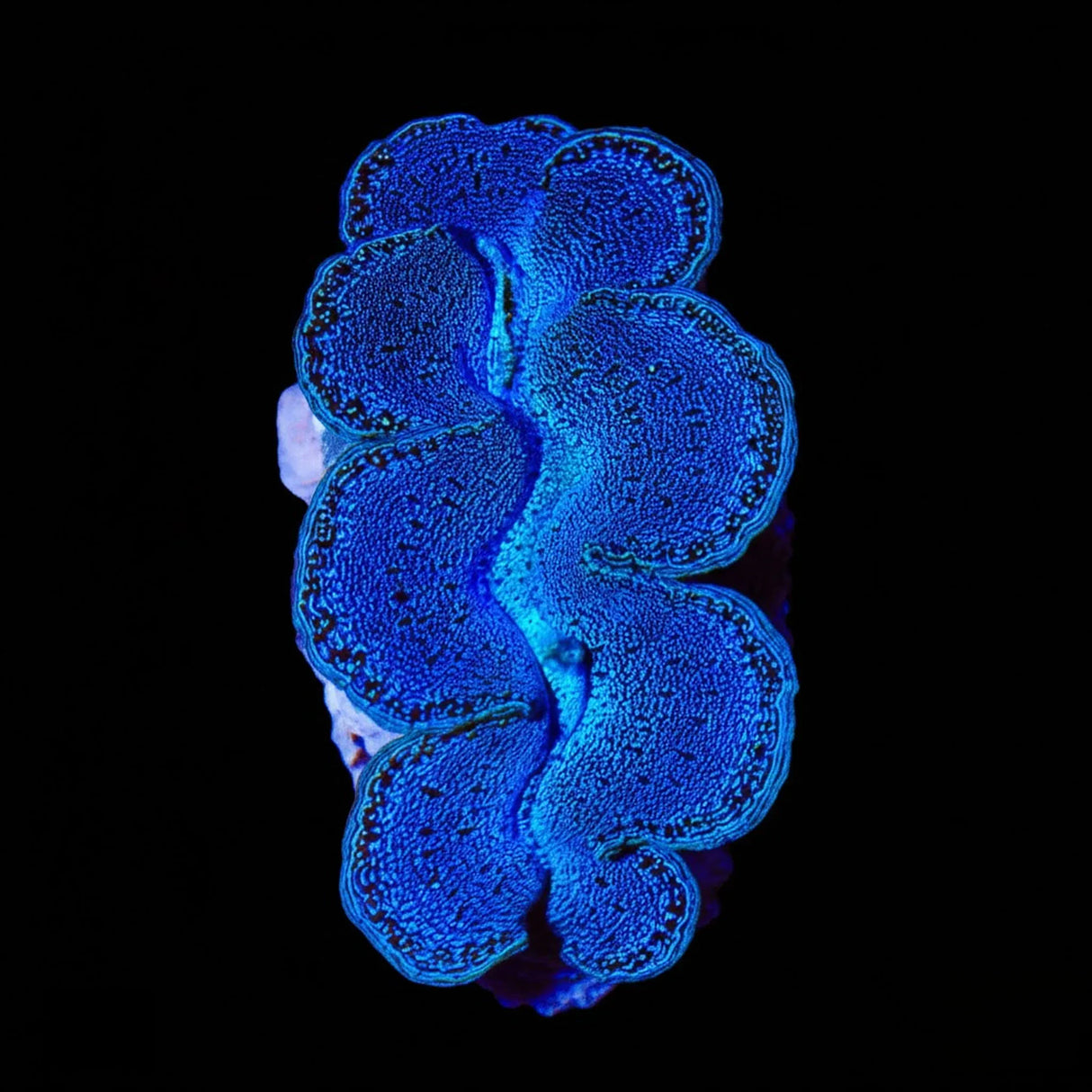 Ultra Maxima Clam 1.75 - 2.5"