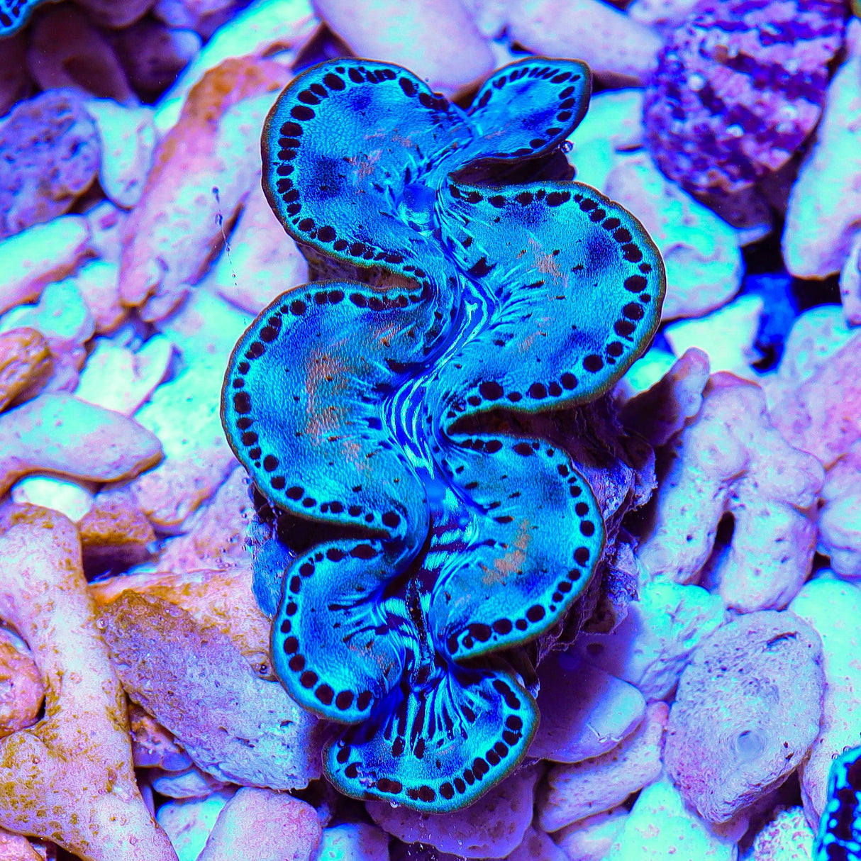 Ultra Maxima Clam