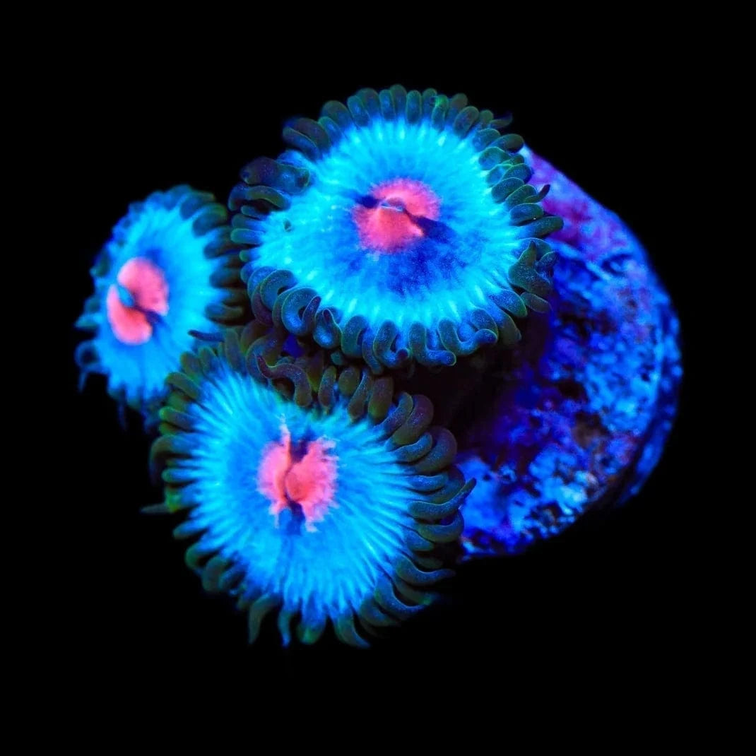 Ultra Miami Vice Zoanthids Coral