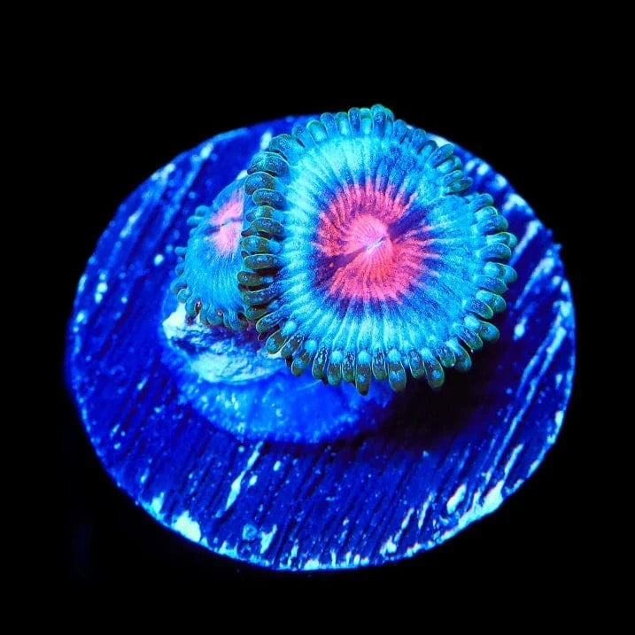 Ultra Miami Vice Zoanthids Coral