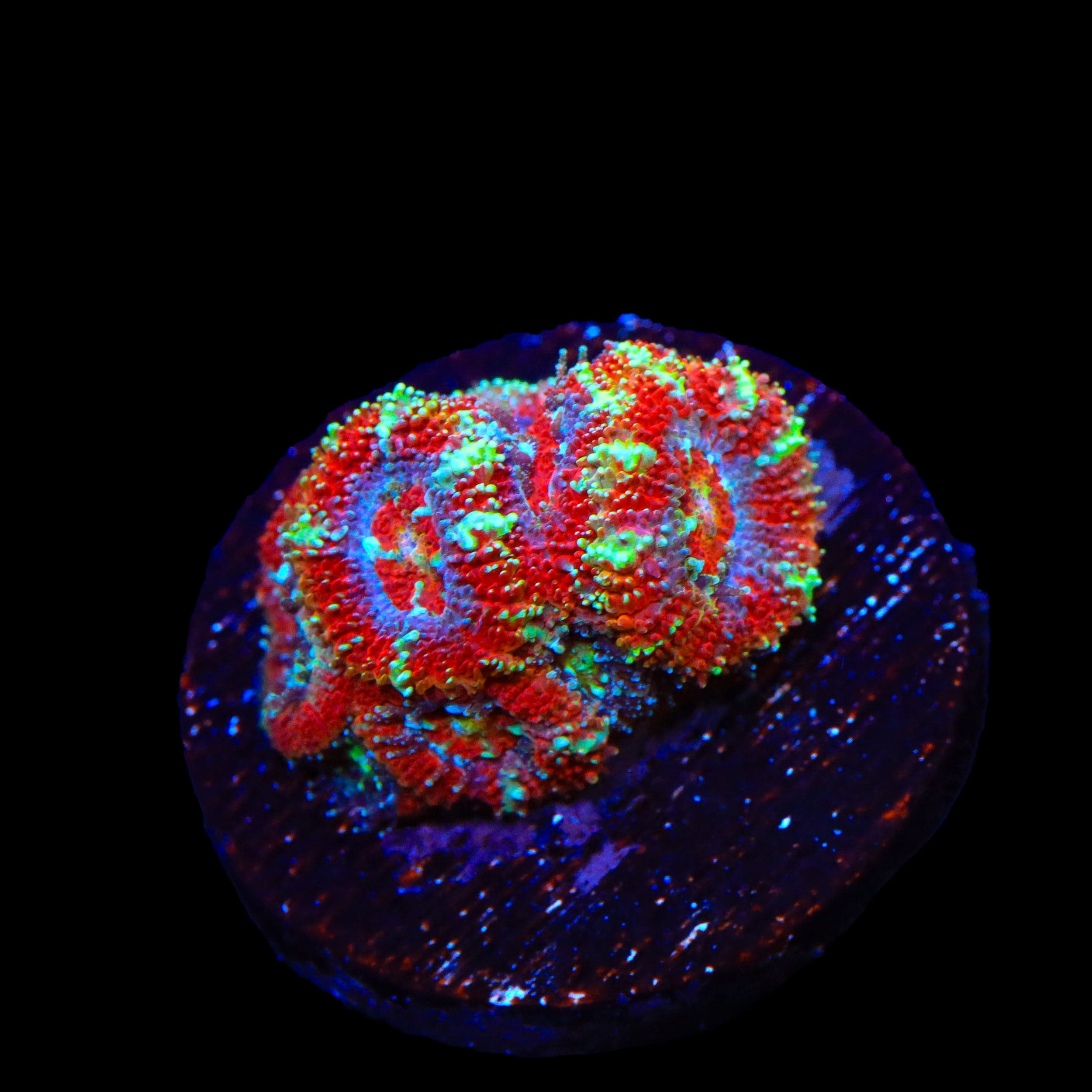 Ultra Micromussa Acan Coral