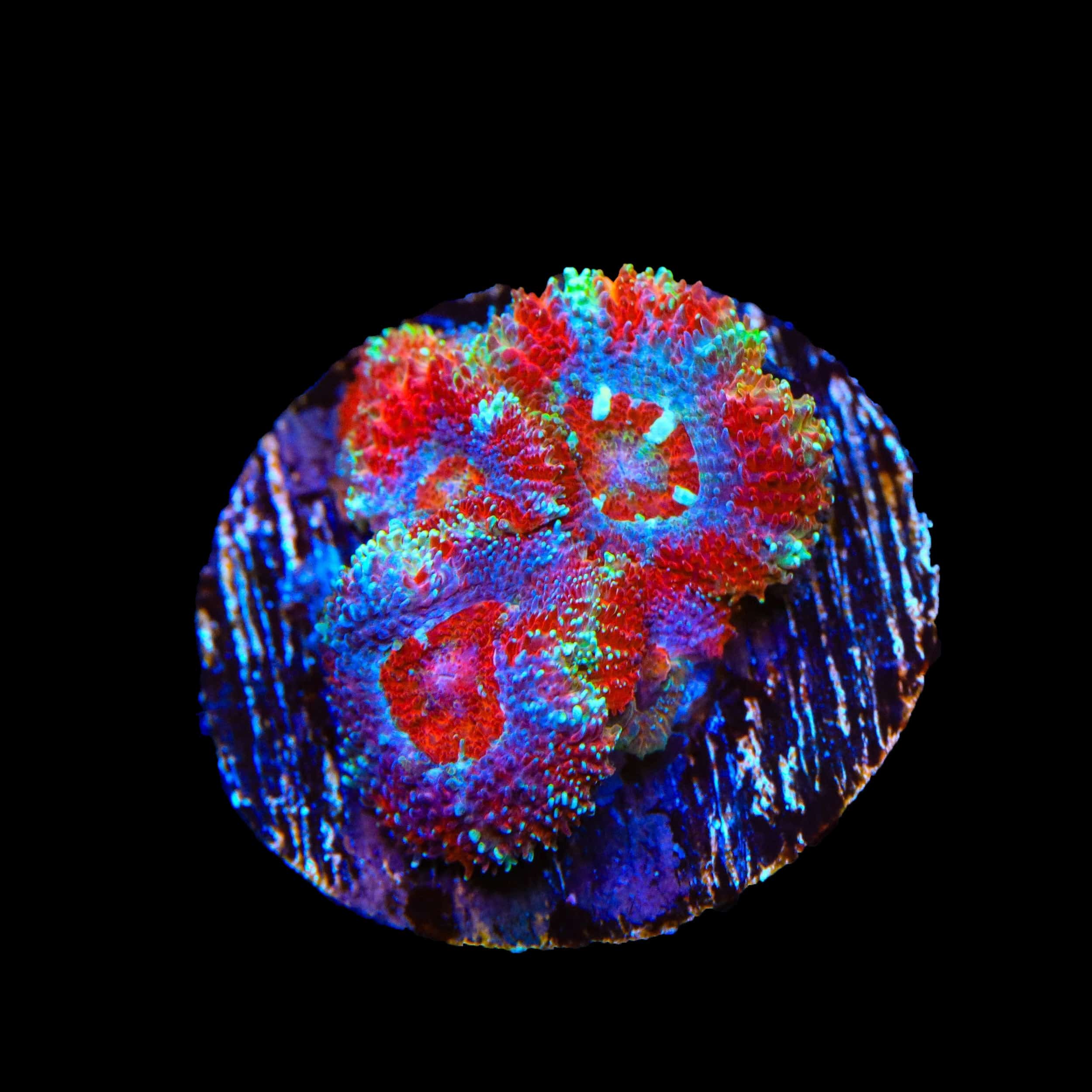 Ultra Micromussa Acan Coral