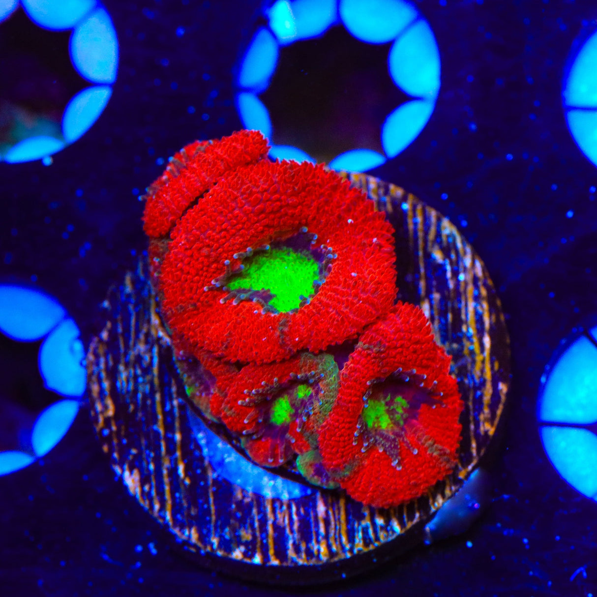 Ultra Micromussa Acan Coral