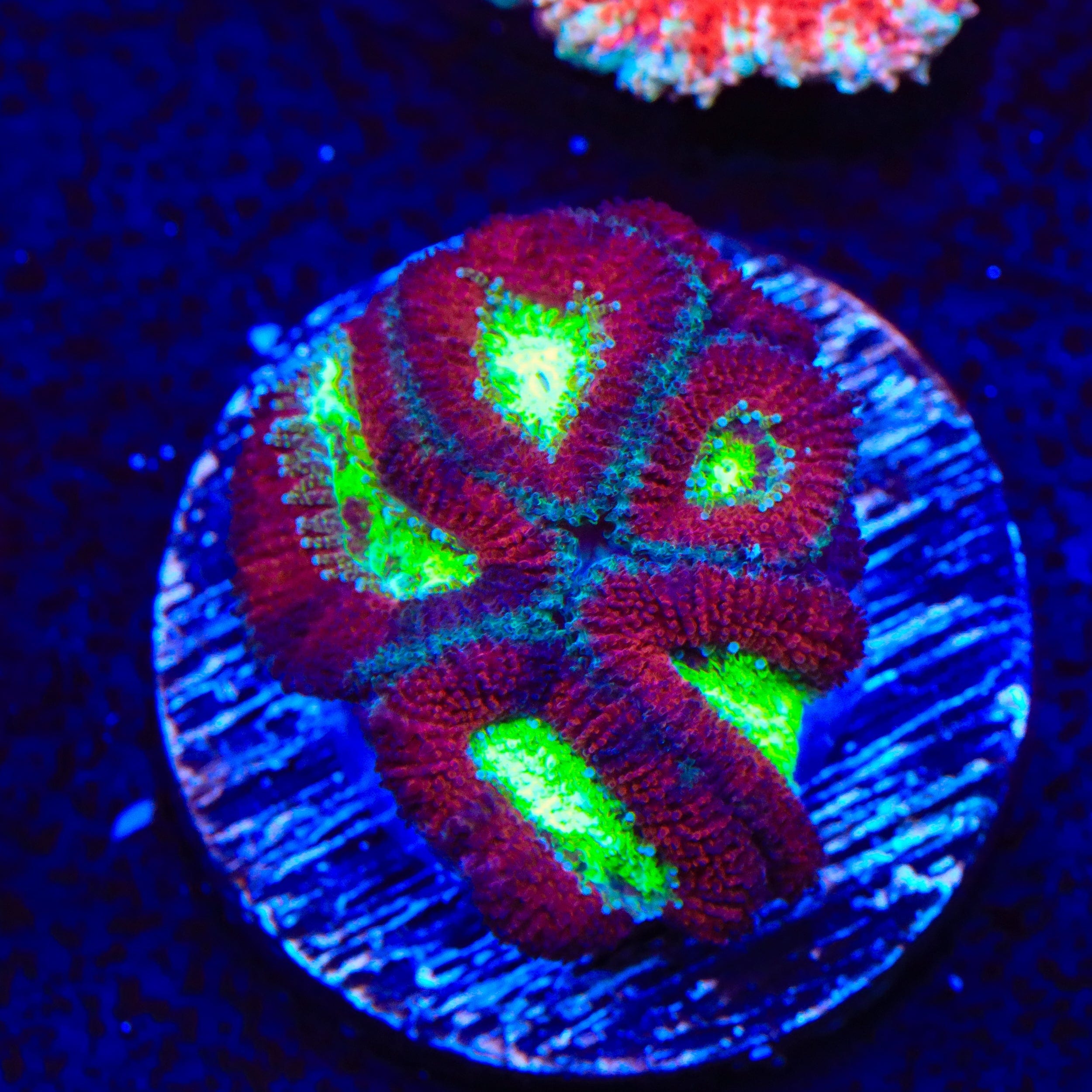 Chaos 明日原ユウキ SP サイン【a9853】 Ultra Micromussa Acan Coral – Top Shelf Aquatics