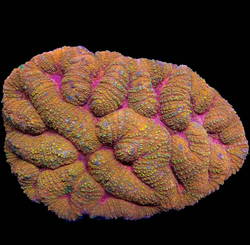 Ultra Orange Lobophyllia 6" Coral