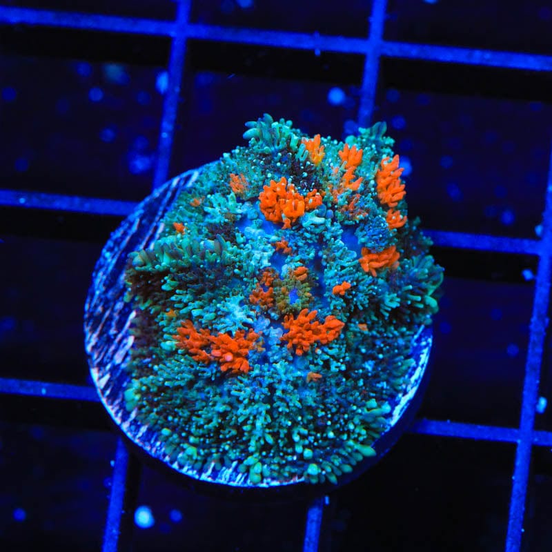 Ultra Persian Rug Mushroom Coral