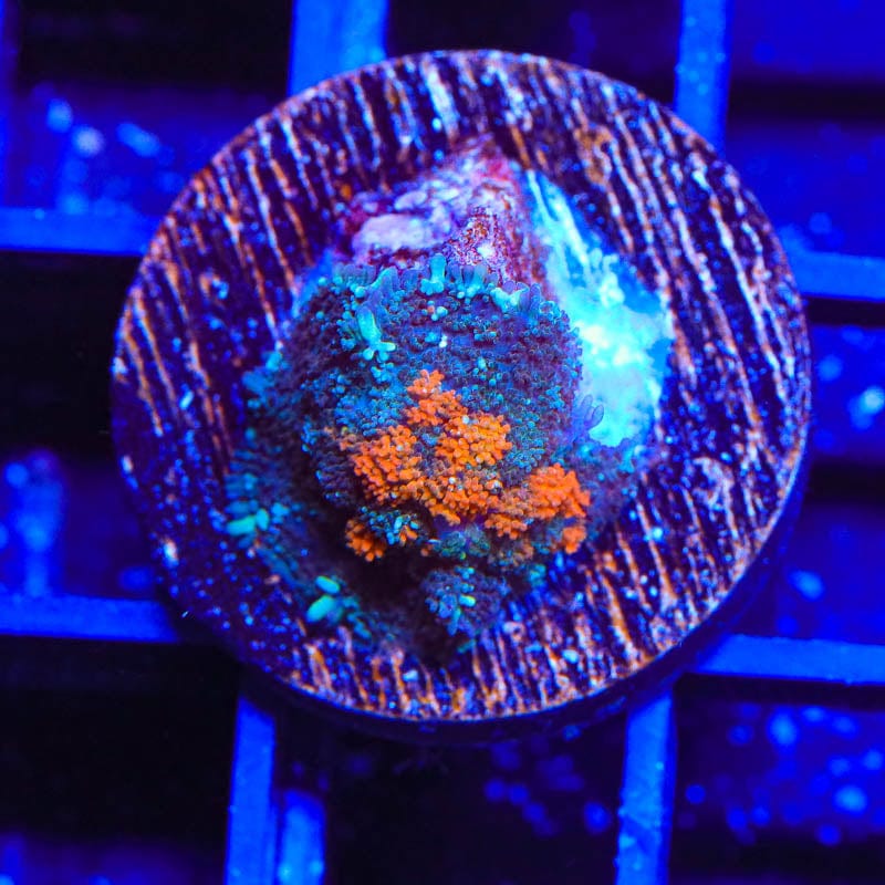 Ultra Persian Rug Mushroom Coral