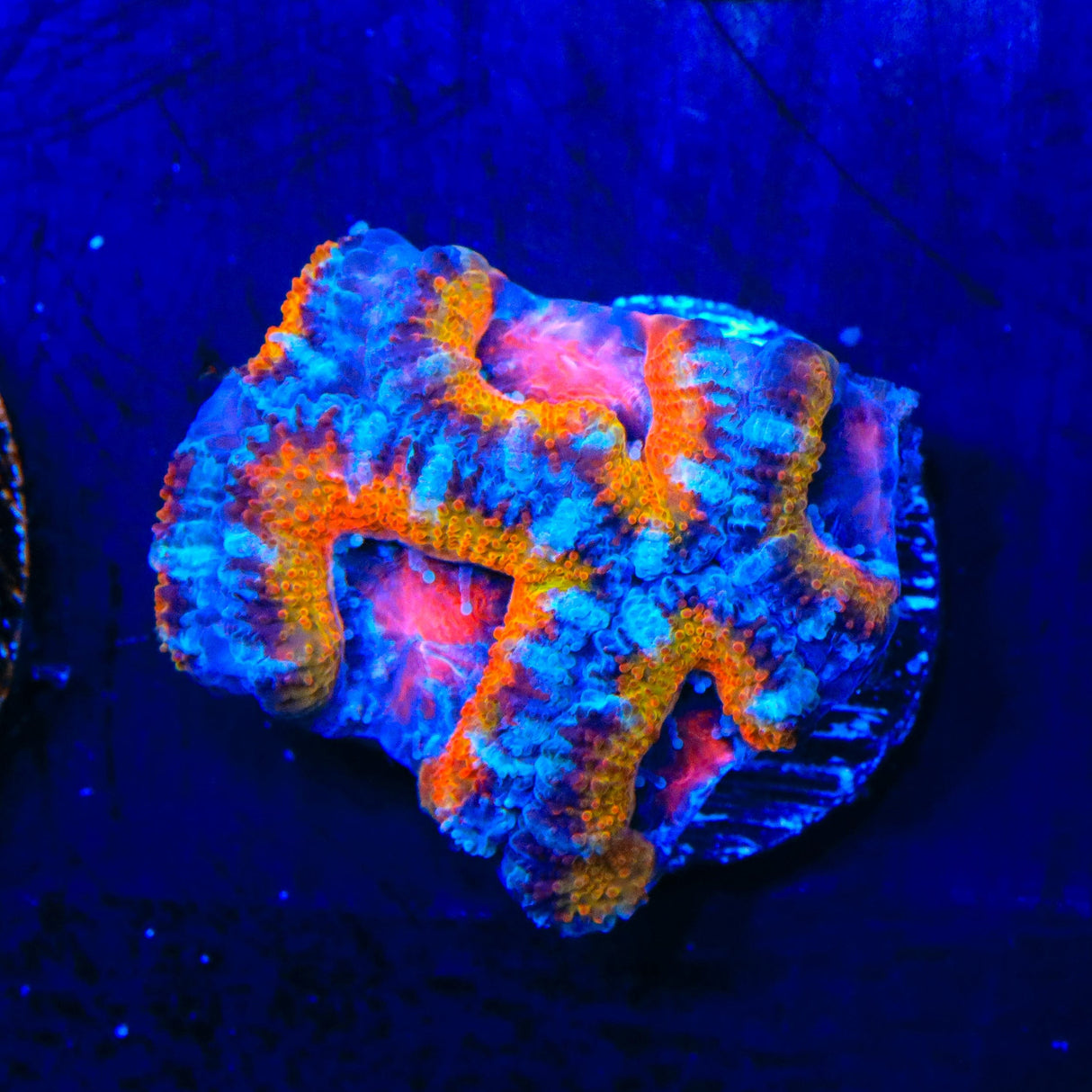 Ultra Rainbow Acan Coral