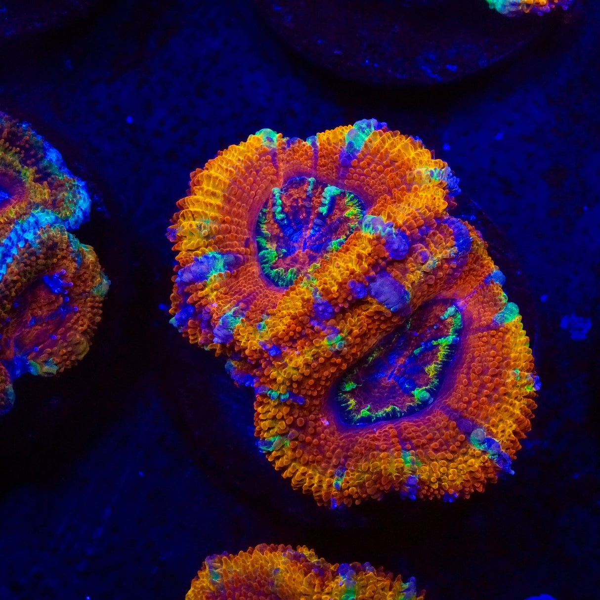 Ultra Rainbow Acan Coral