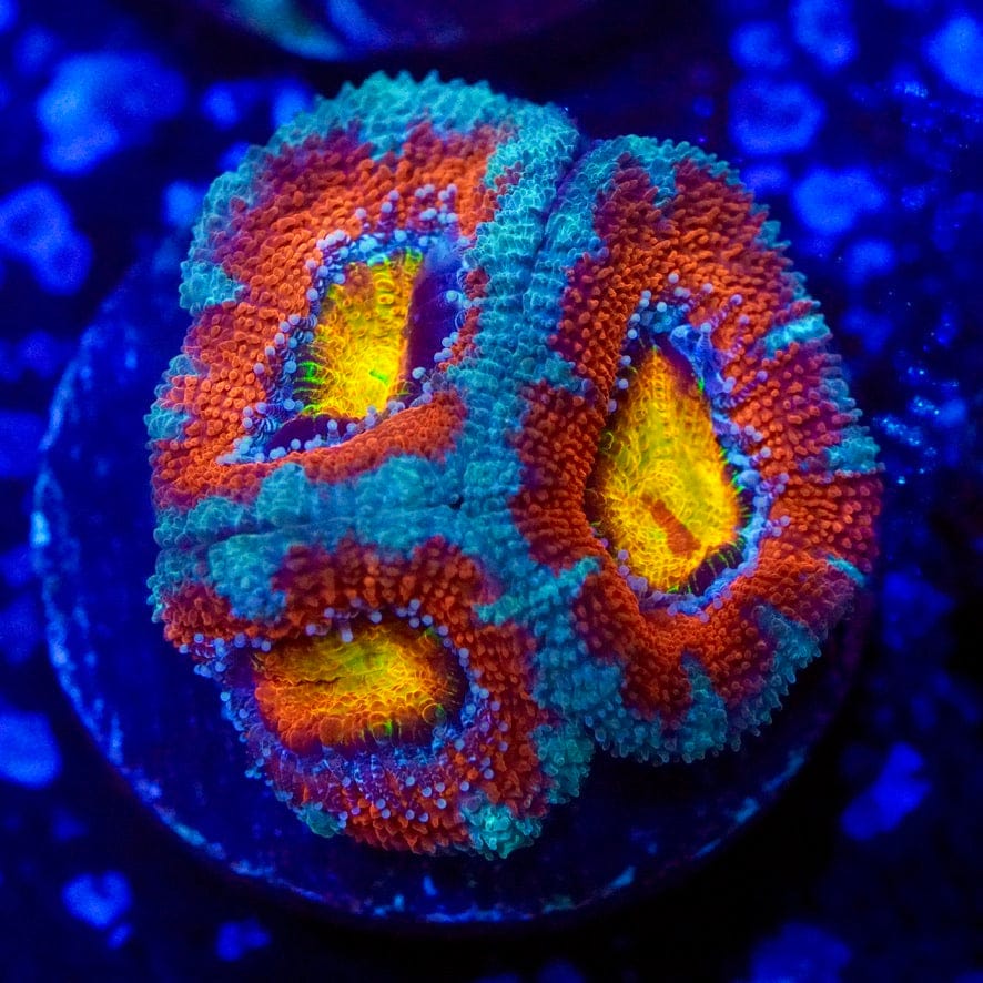 Ultra Rainbow Acan Coral