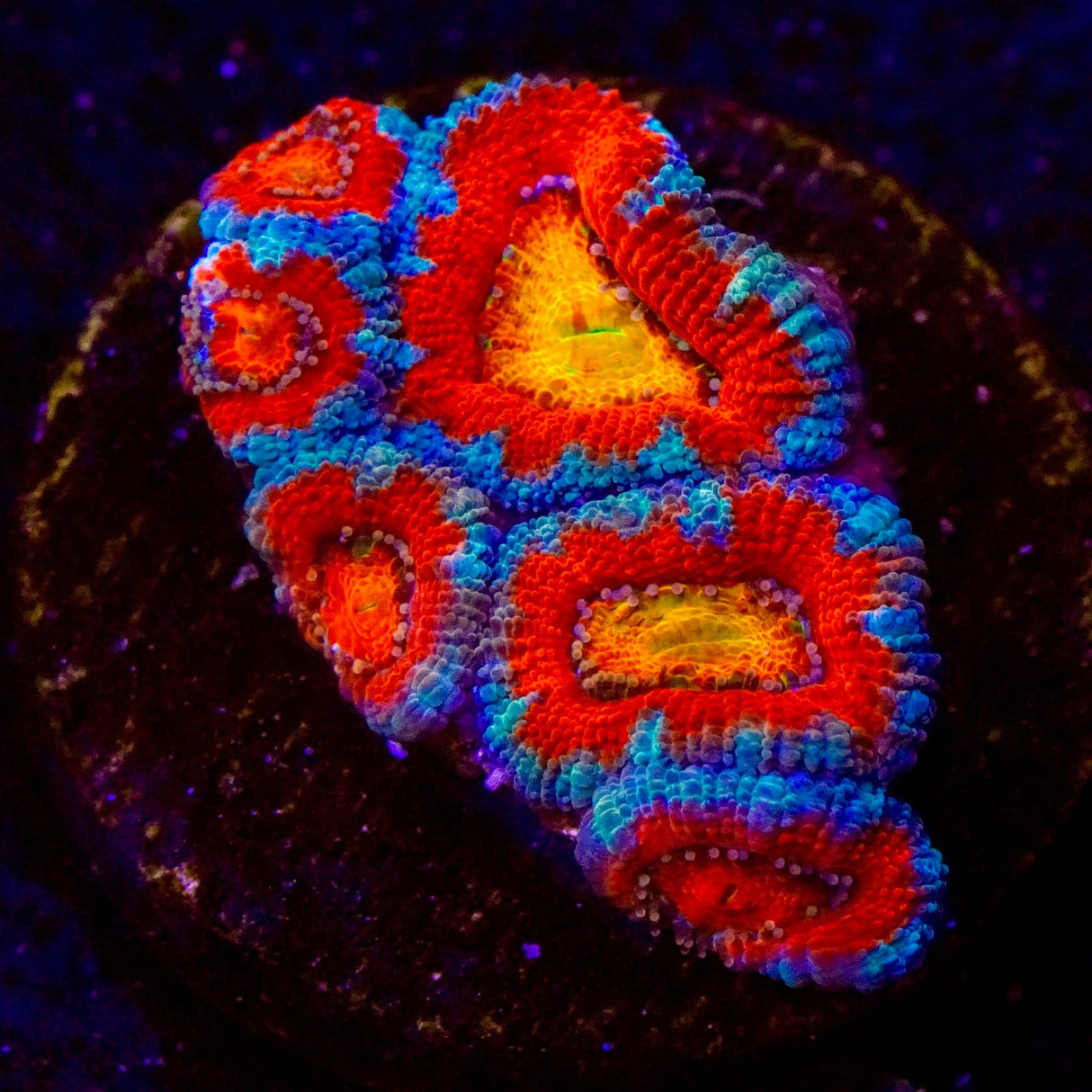 Ultra Rainbow Acan Coral