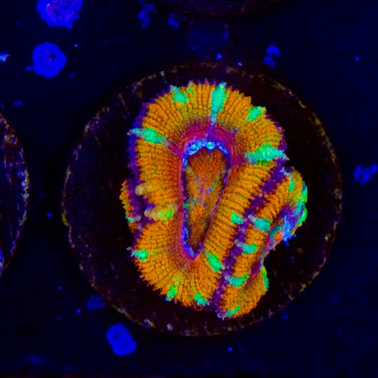 Ultra Rainbow Acan Coral