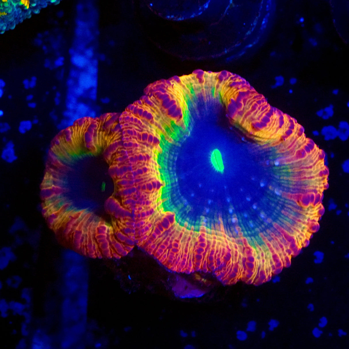 Ultra Rainbow Blastomussa Coral