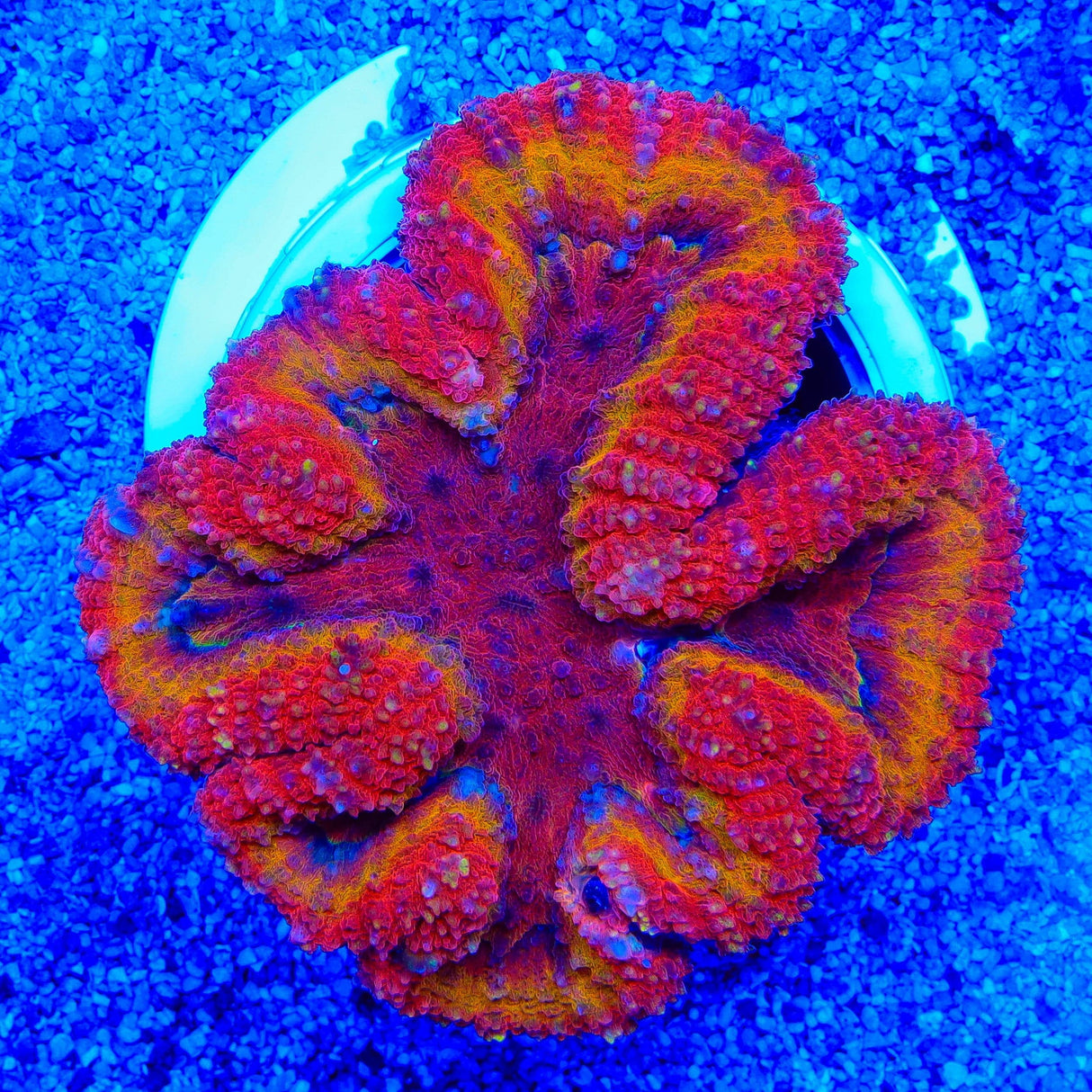 Ultra Rainbow Lobophyllia Colony Coral