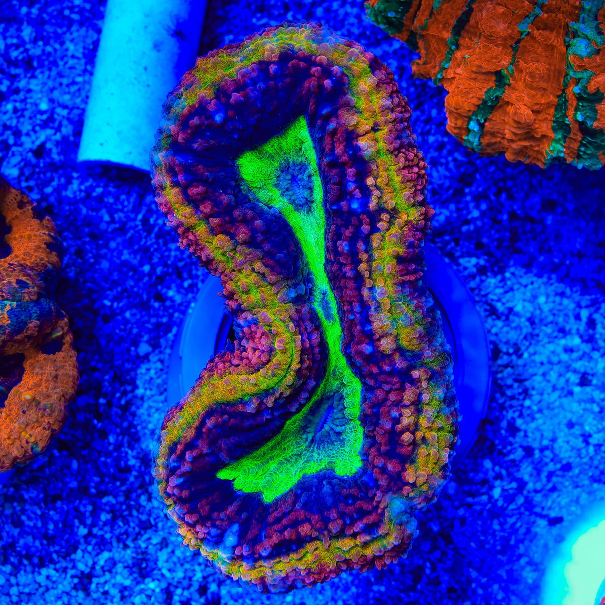 Ultra Rainbow Lobophyllia Coral