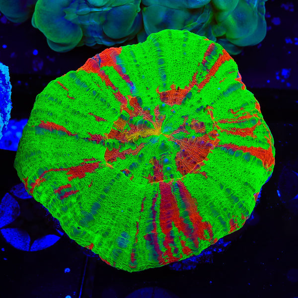 Ultra Reverse Bleeding Apple Scolymia Coral
