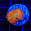 Ultra Rhodactis Mushroom Coral