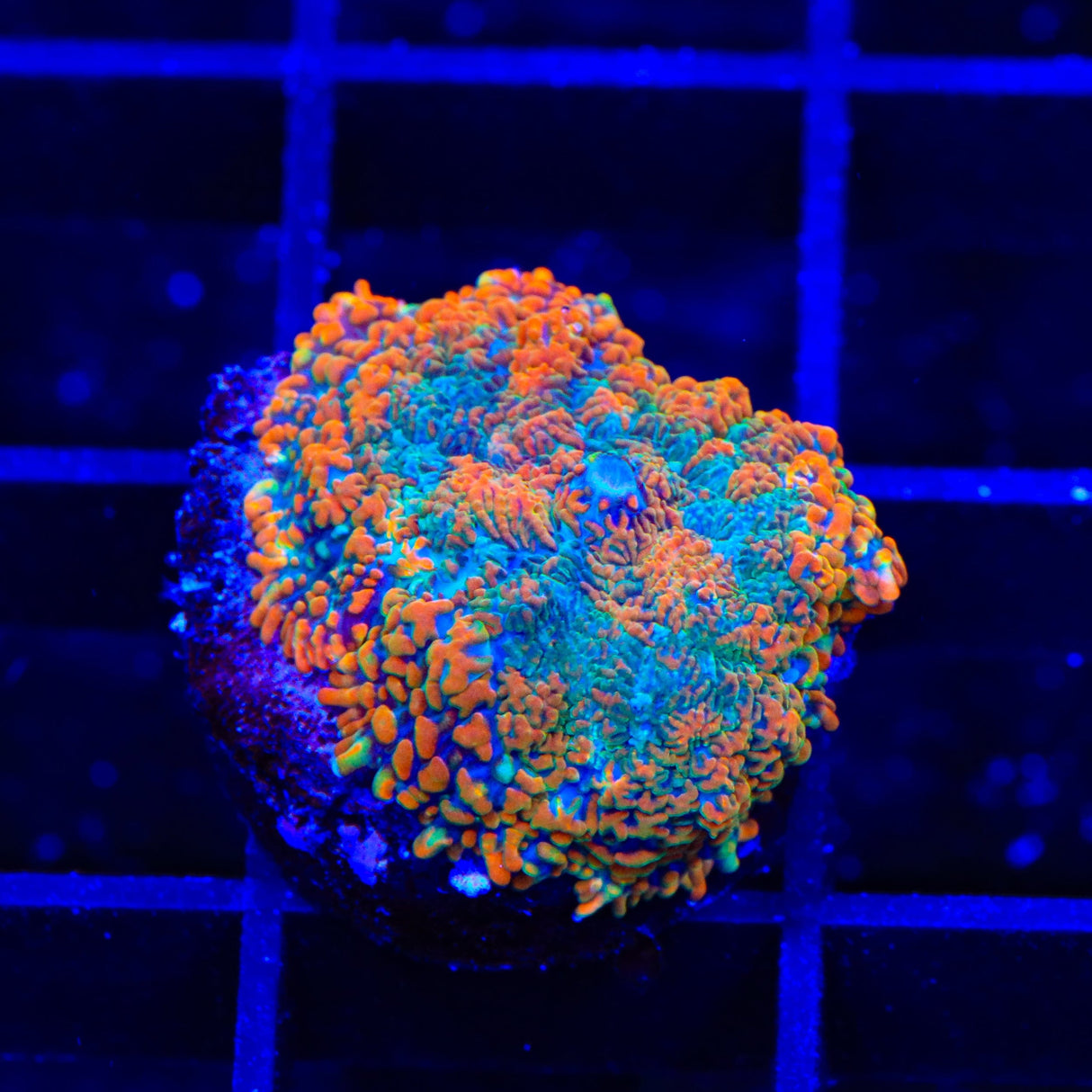 Ultra Rhodactis Mushroom Coral