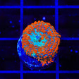 Ultra Rhodactis Mushroom Coral
