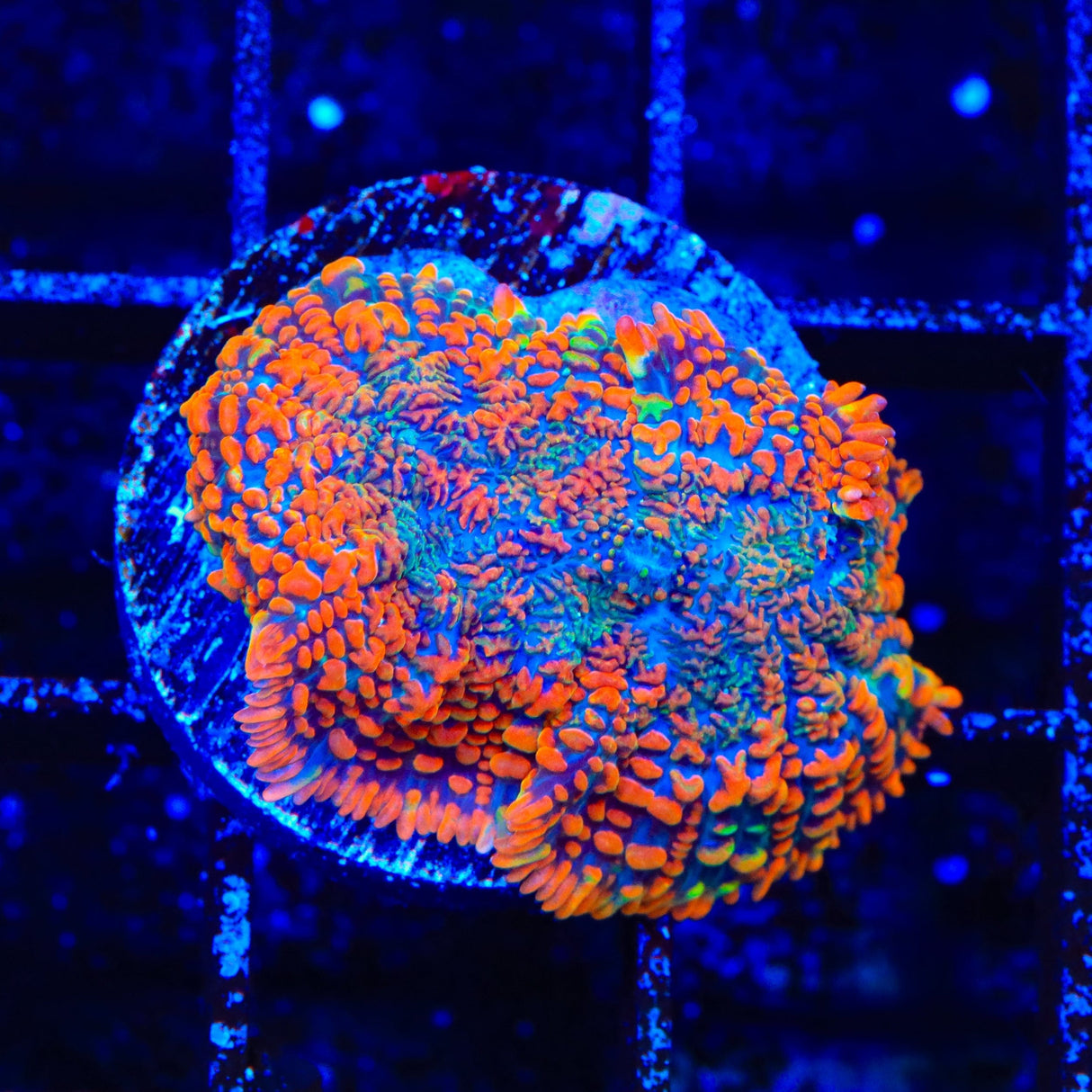 Ultra Rhodactis Mushroom Coral