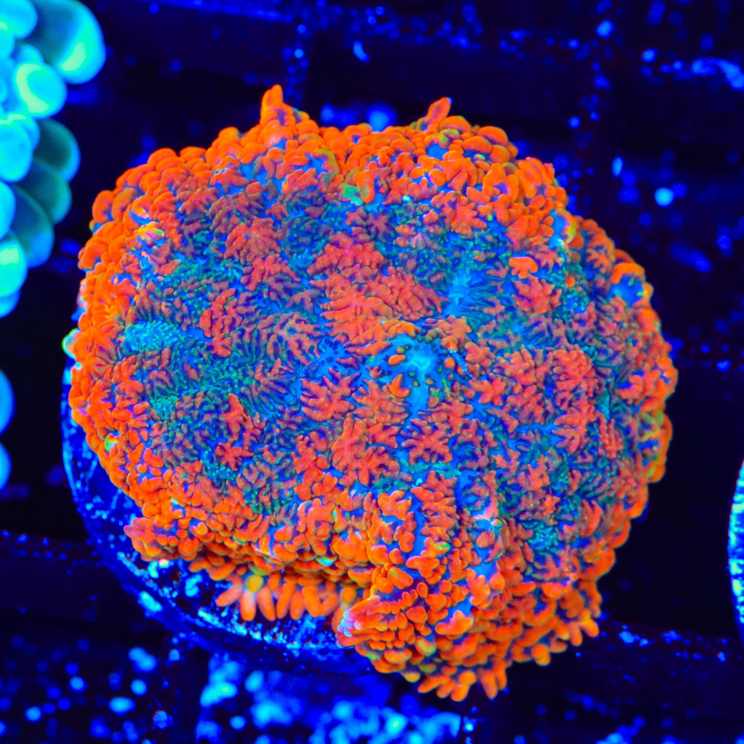 Ultra Rhodactis Mushroom Coral