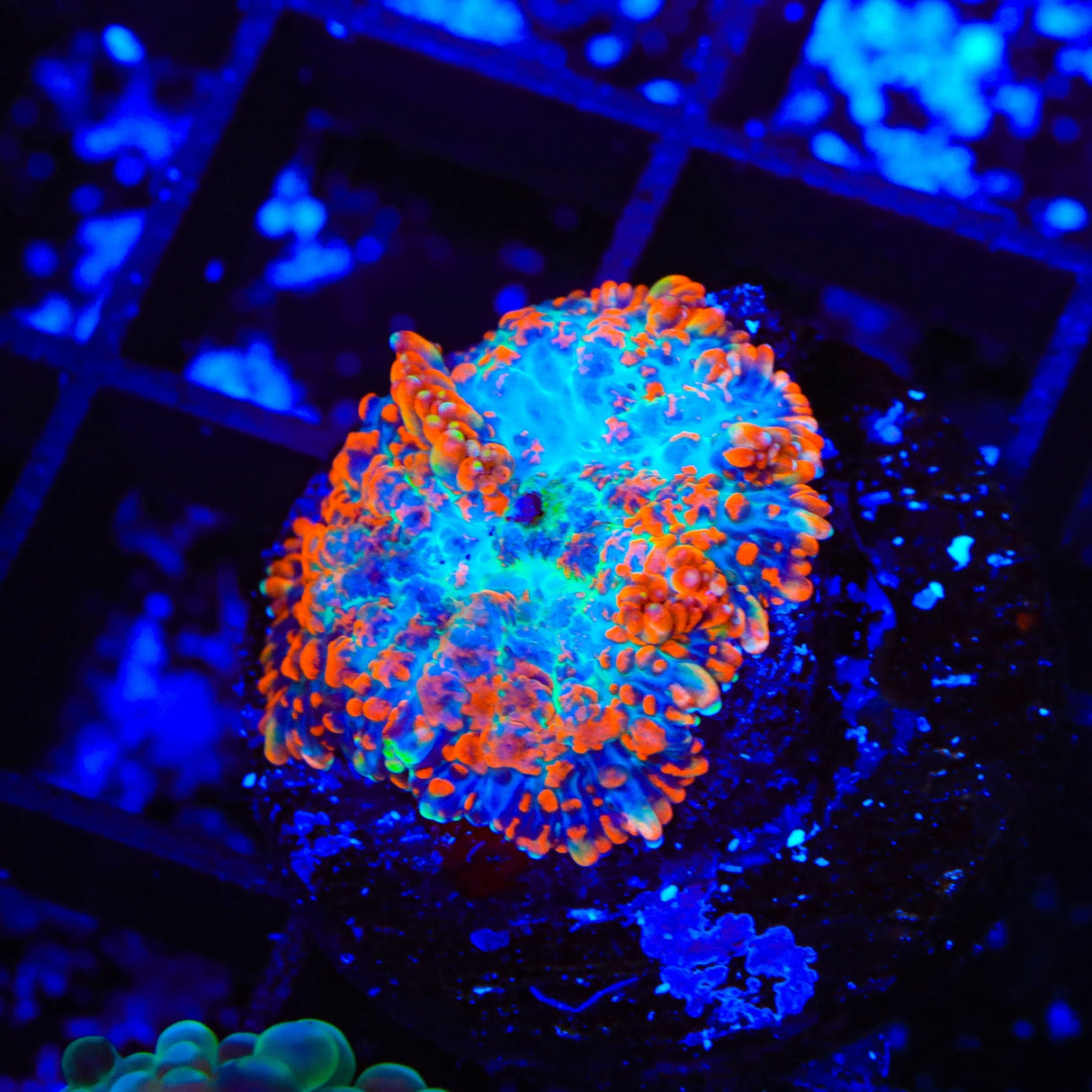 Ultra Rhodactis Mushroom Coral