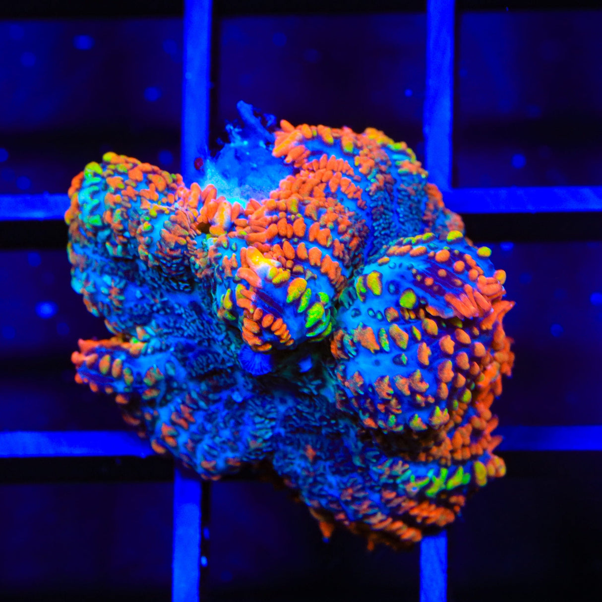 Ultra Rhodactis Mushroom Coral