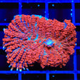 Ultra Rhodactis Mushroom Coral
