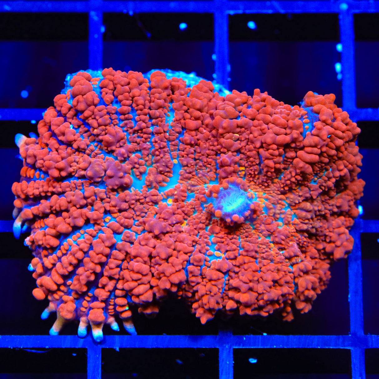 Ultra Rhodactis Mushroom Coral
