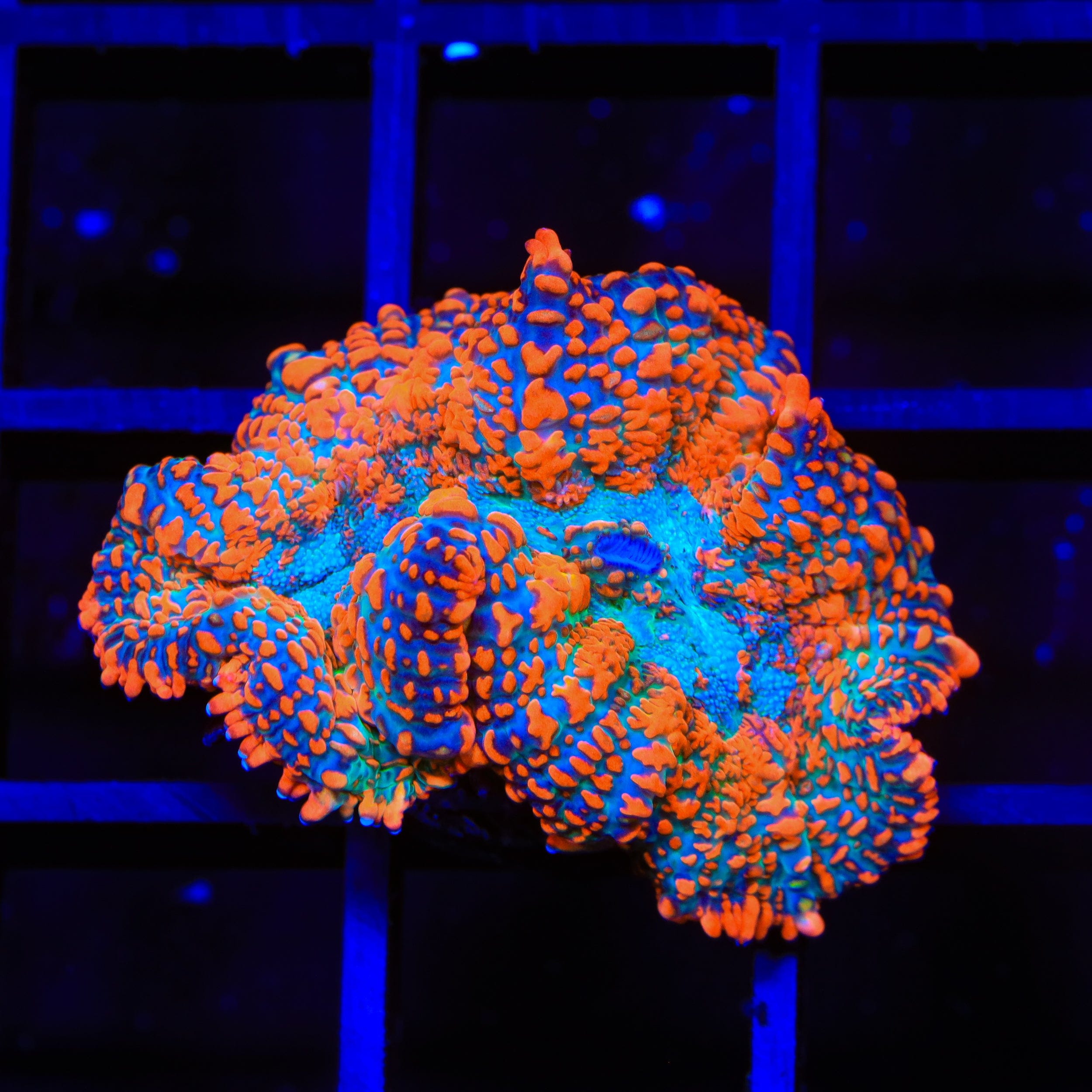 Ultra Rhodactis Mushroom Coral
