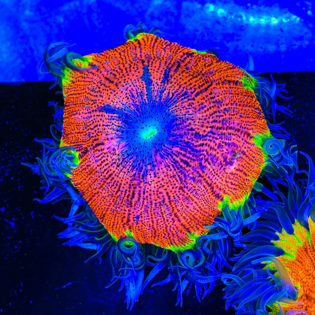 Ultra Rock Flower Anemone