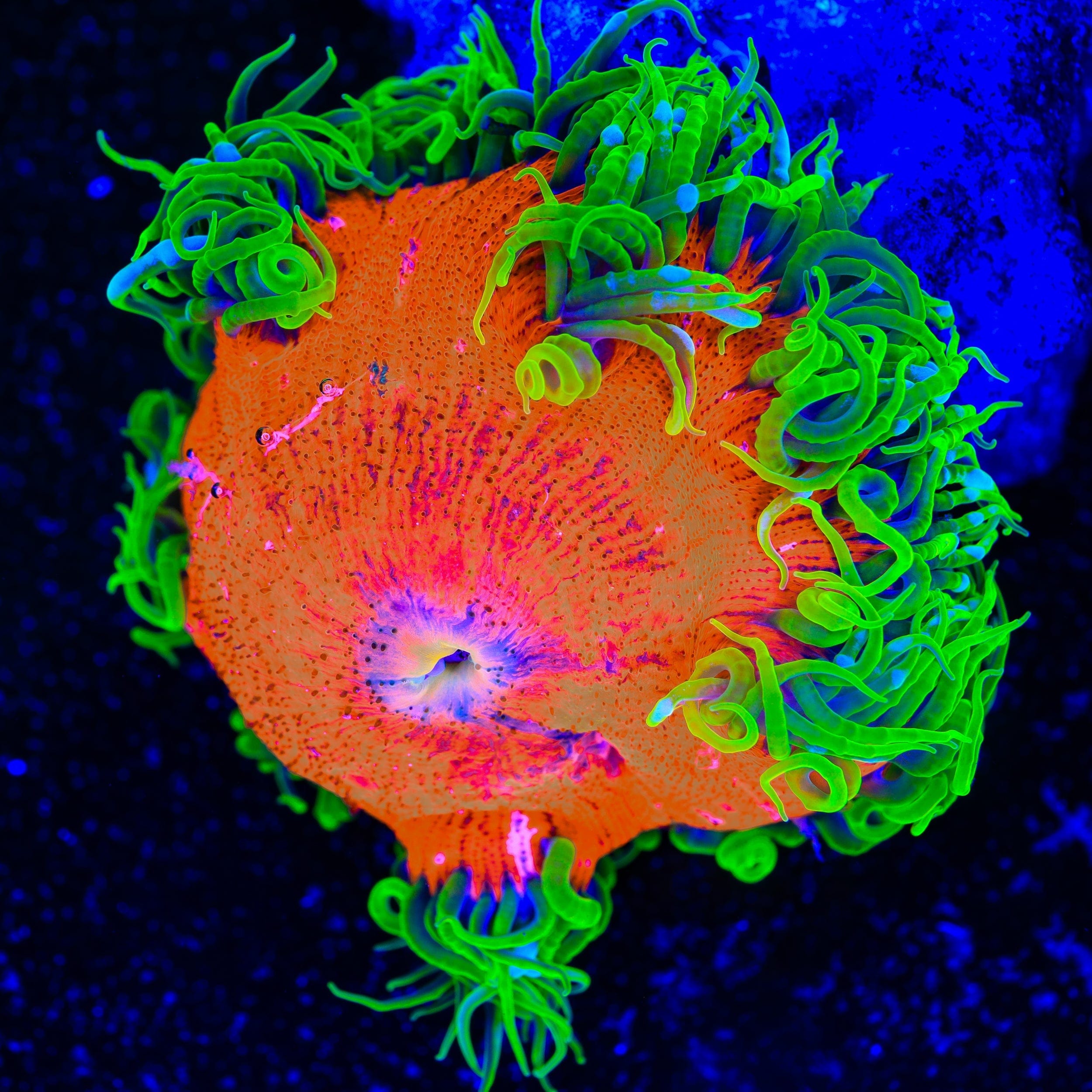 Ultra Rock Flower Anemone