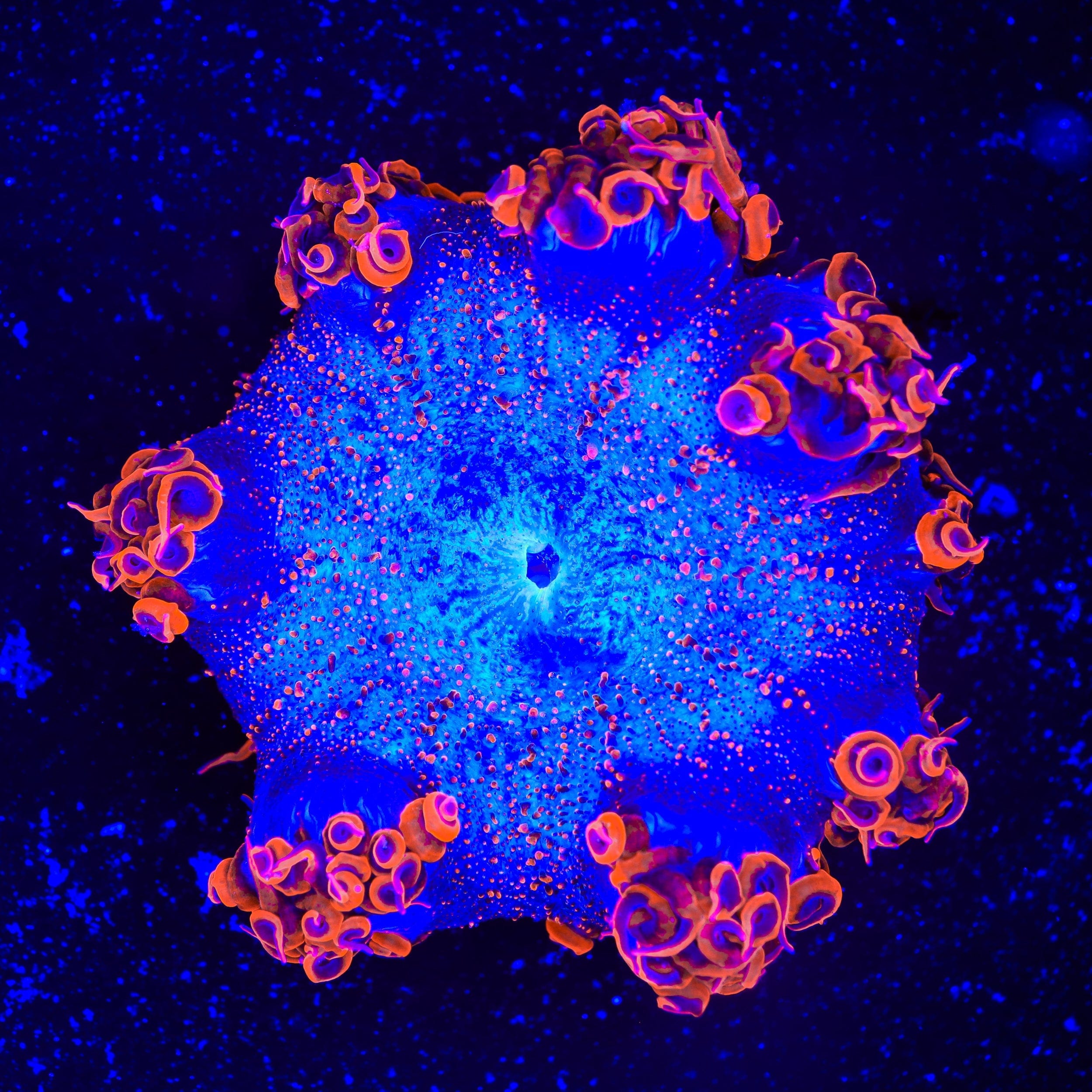 Ultra Rock Flower Anemone