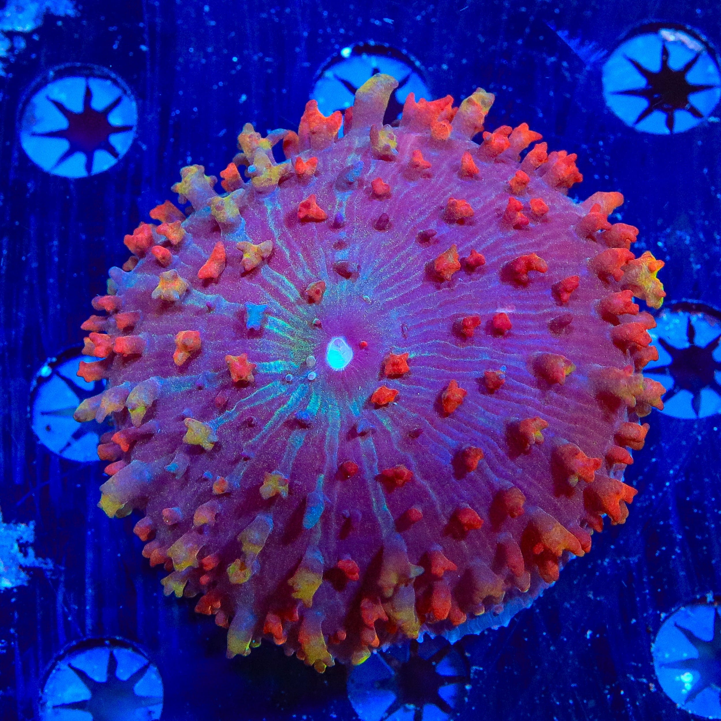 Ultra Saint Thomas Mushroom Coral
