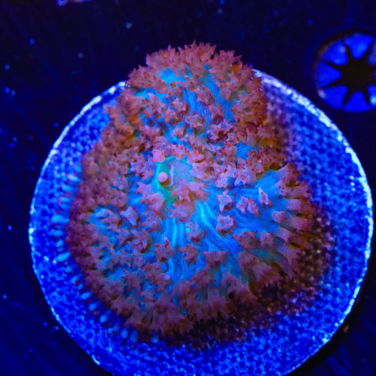 Ultra Saint Thomas Mushroom Coral