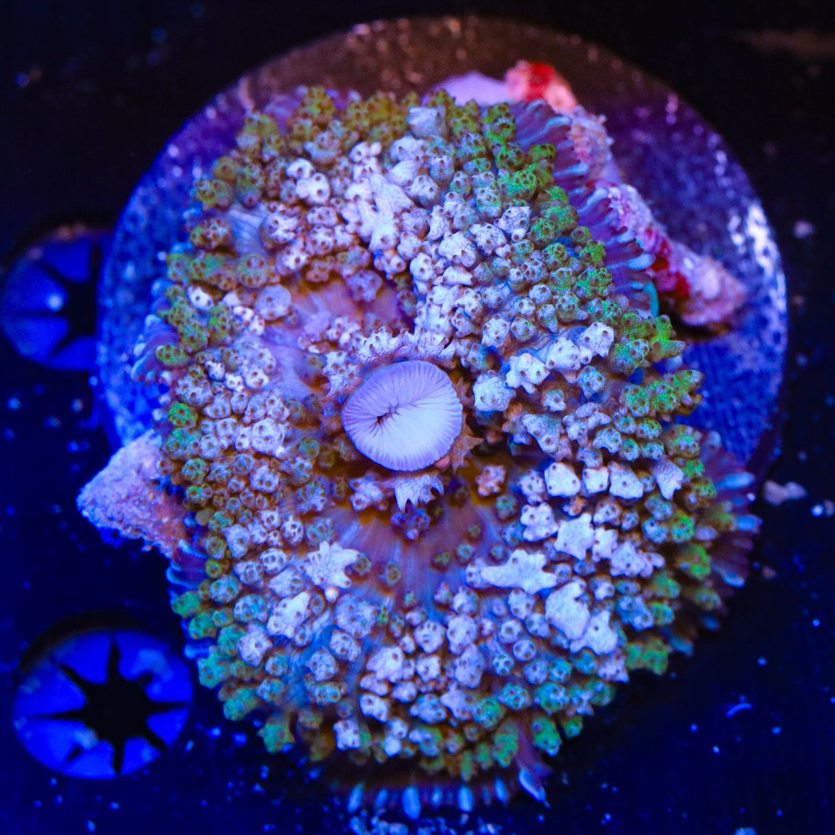 Ultra Saint Thomas Mushroom Coral