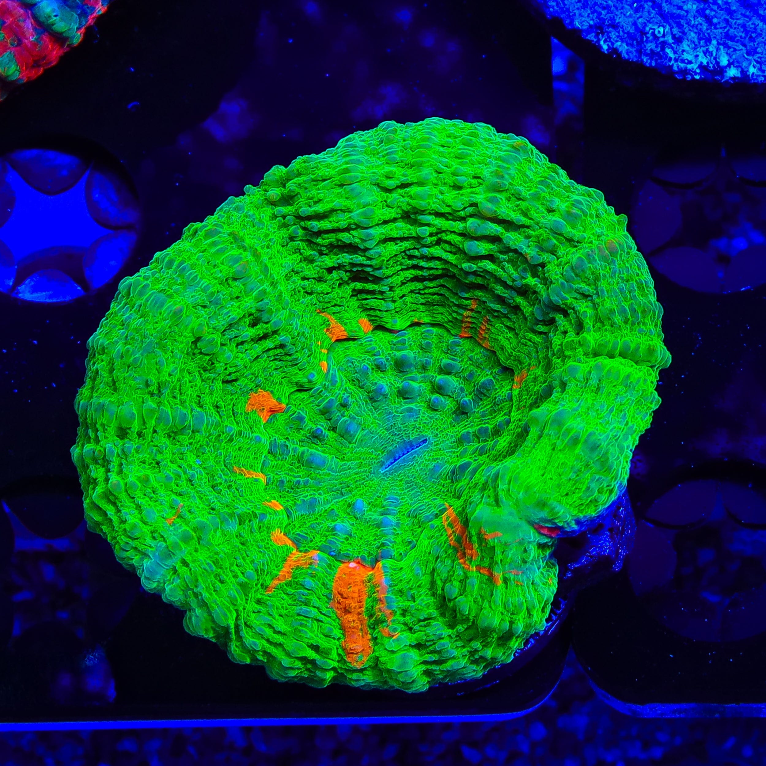 Ultra Scolymia Colony Coral