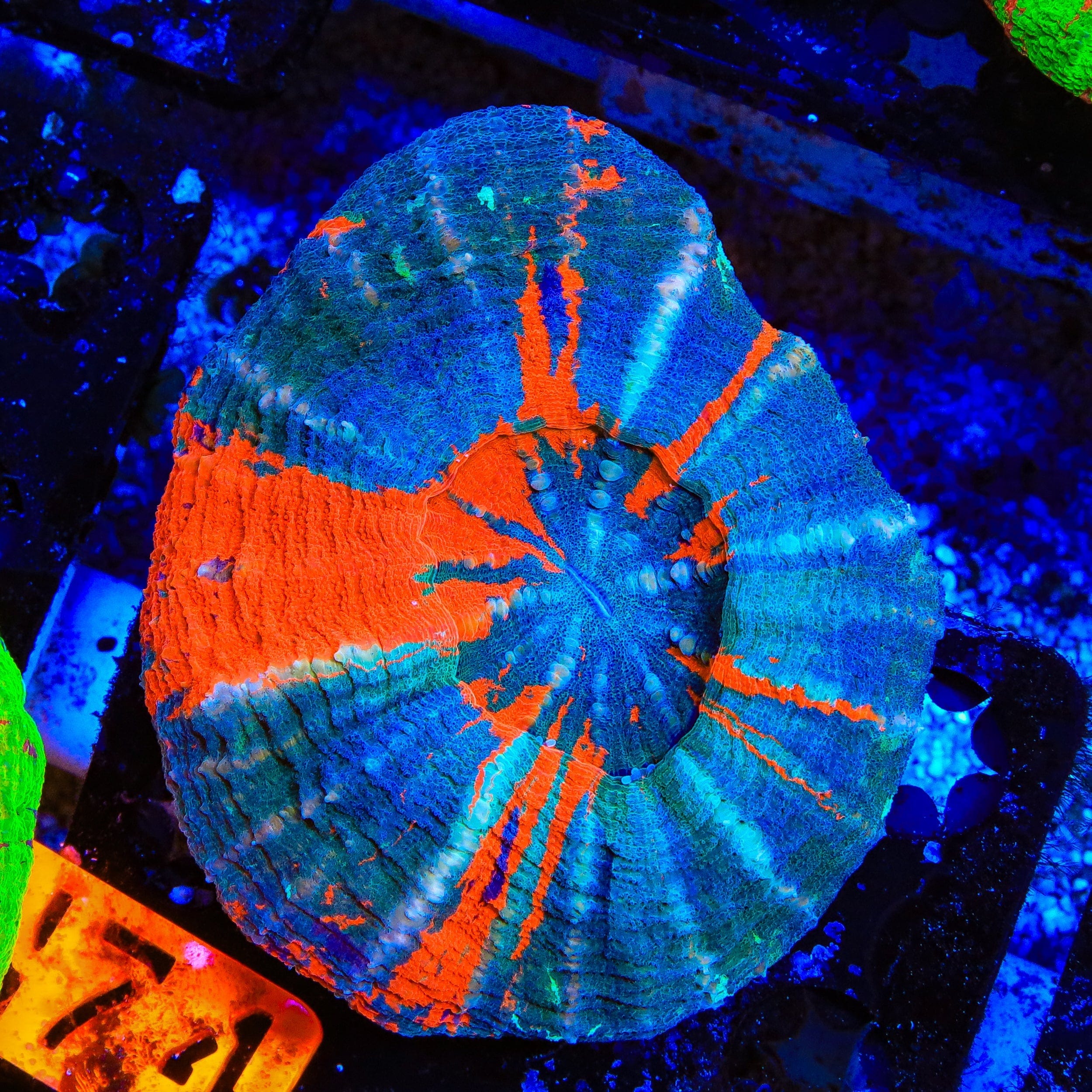 Ultra Scolymia Coral – Top Shelf Aquatics