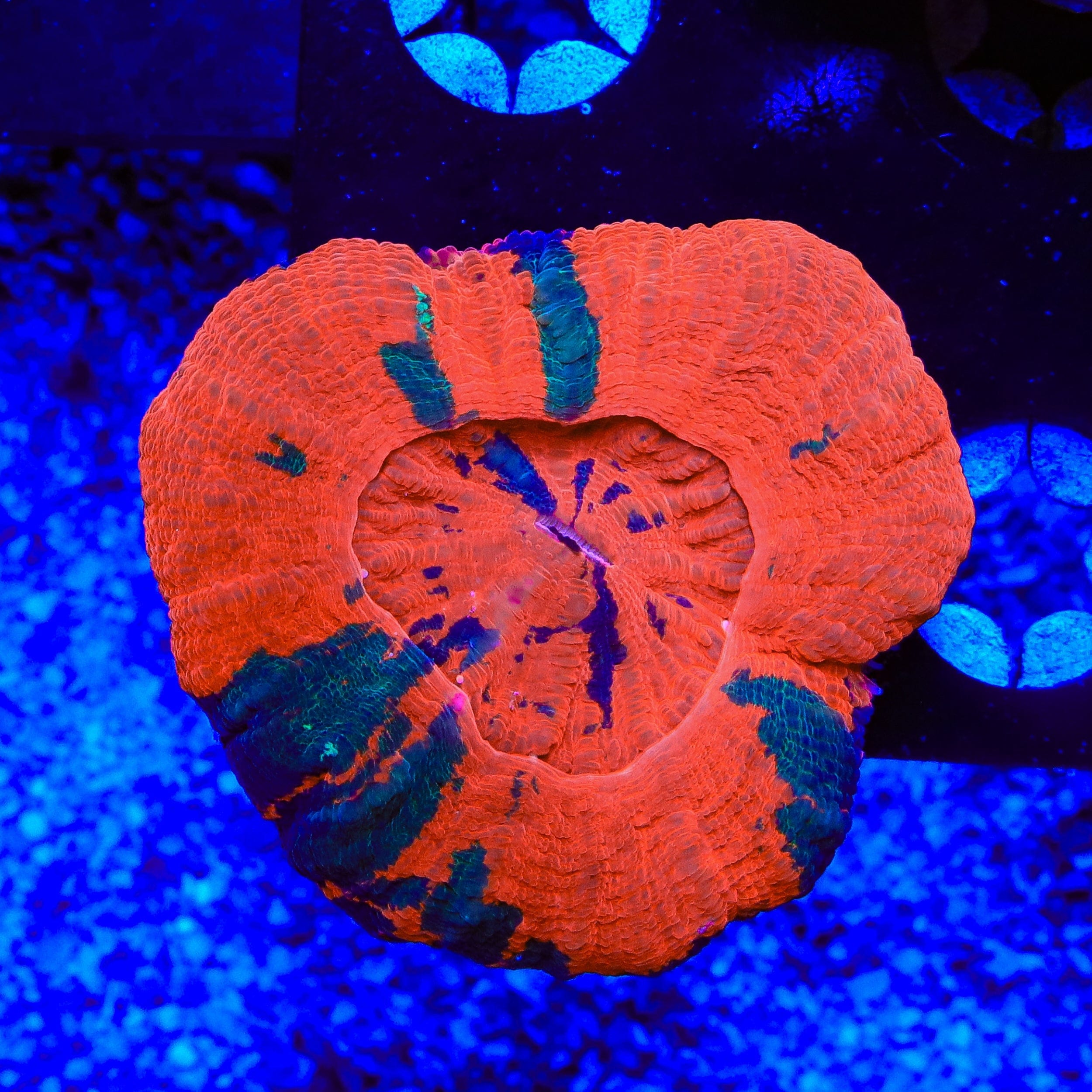 Ultra Scolymia Coral