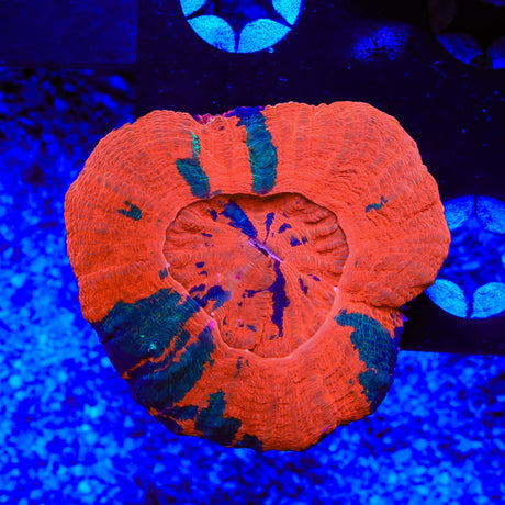 Ultra Scolymia Coral