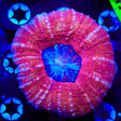 Ultra Scolymia Coral