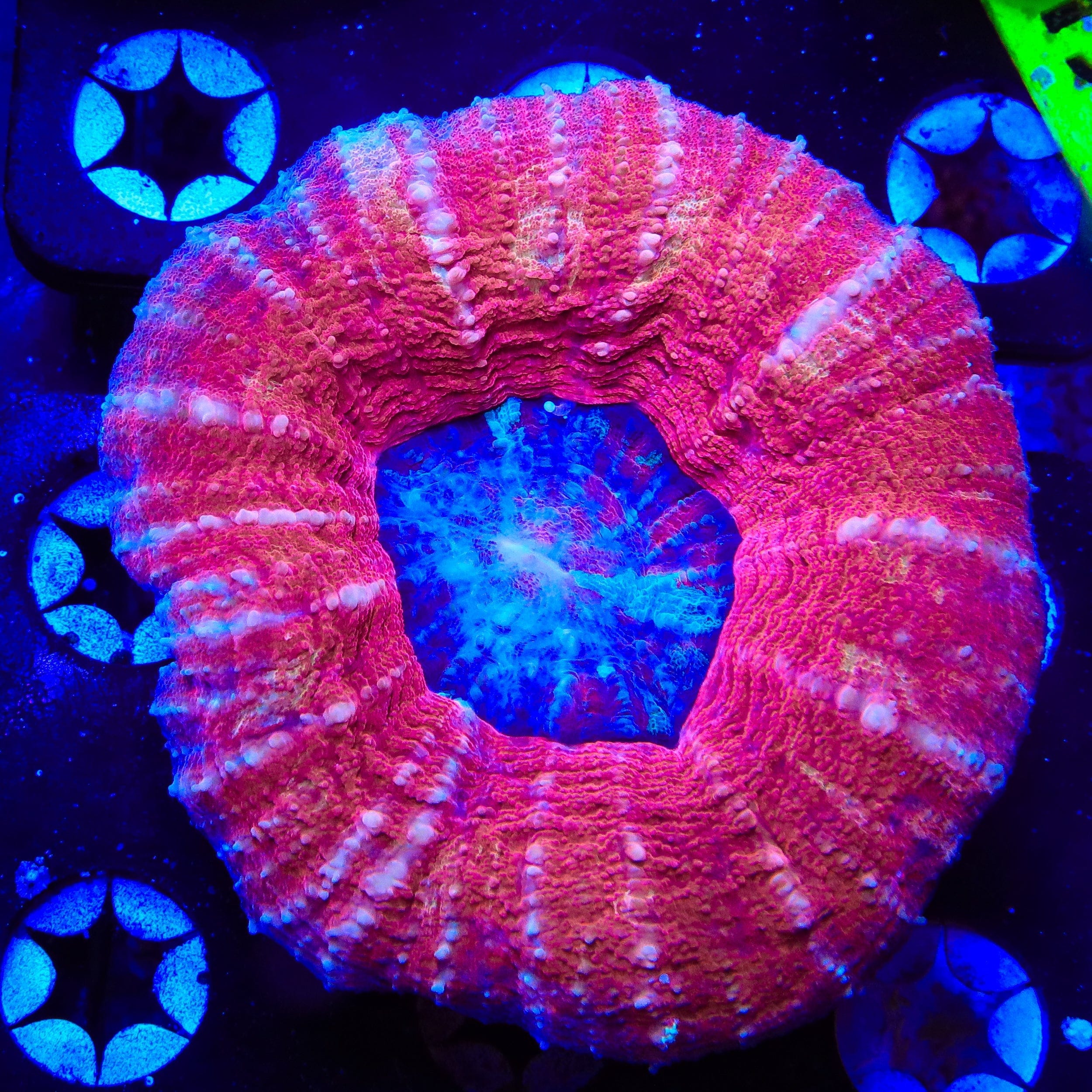 Ultra Scolymia Coral