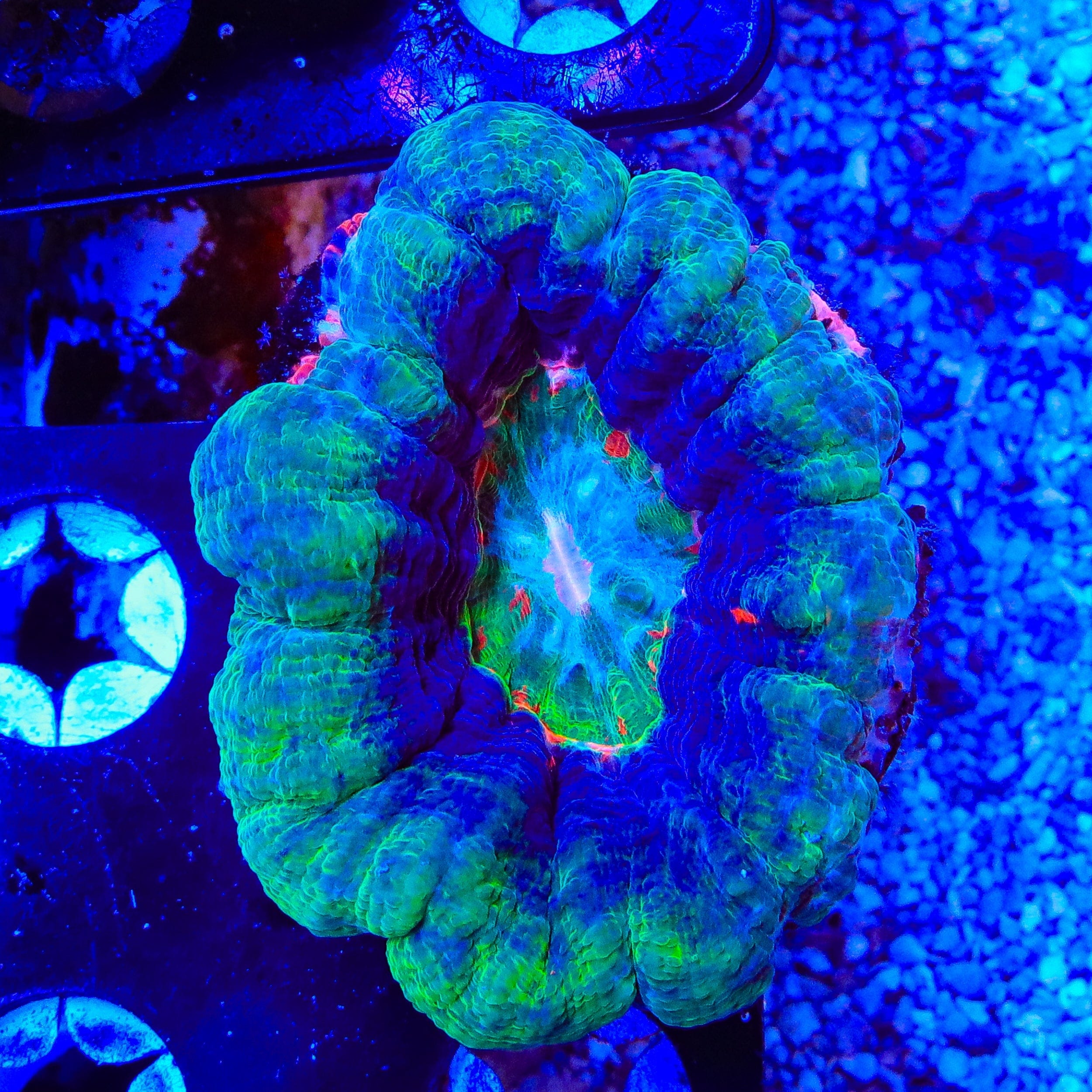 Ultra Scolymia Coral