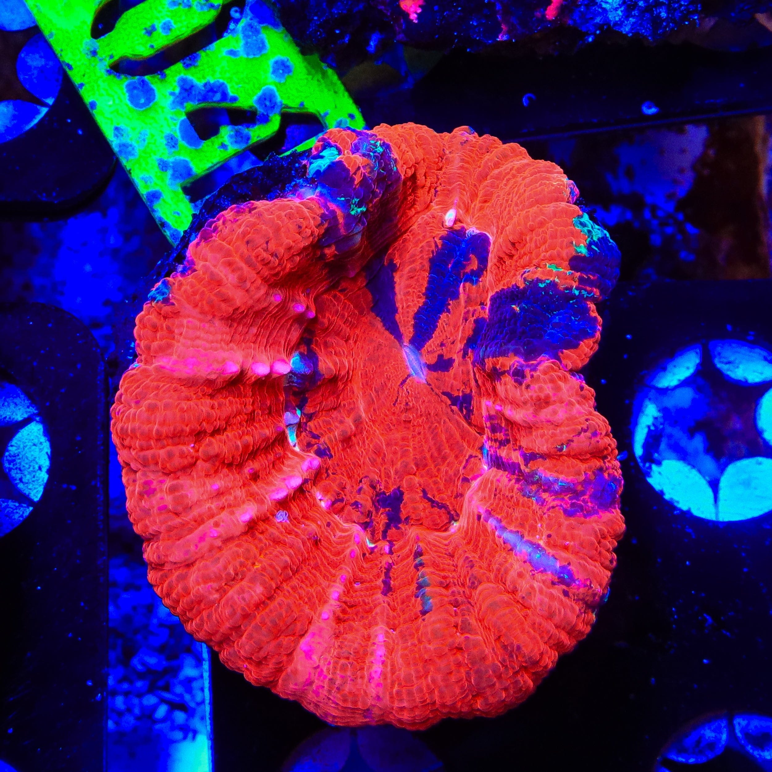 Ultra Scolymia Coral