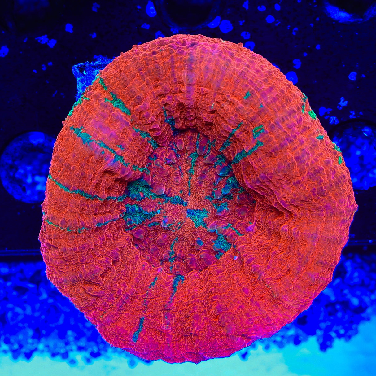Ultra Scolymia Coral
