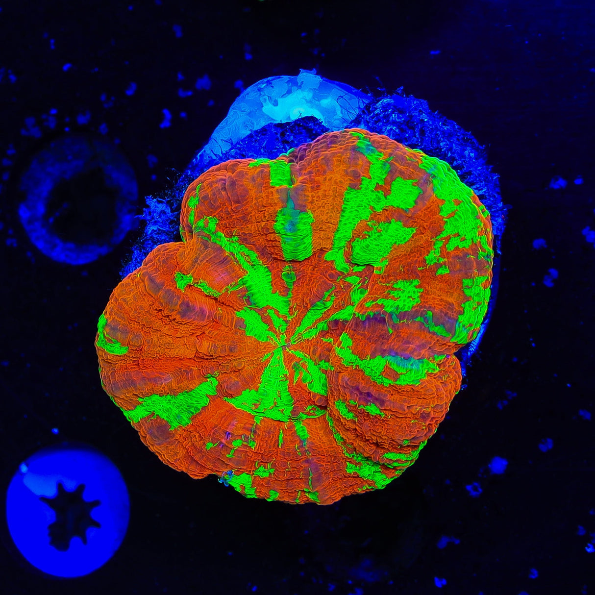 Ultra Scolymia Coral