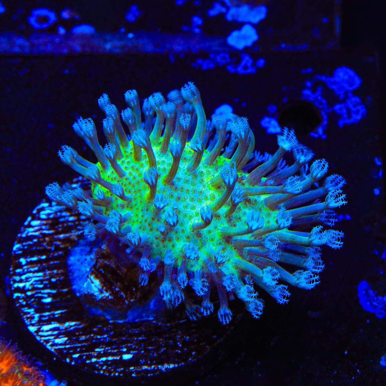 Ultra Toadstool Leather Coral