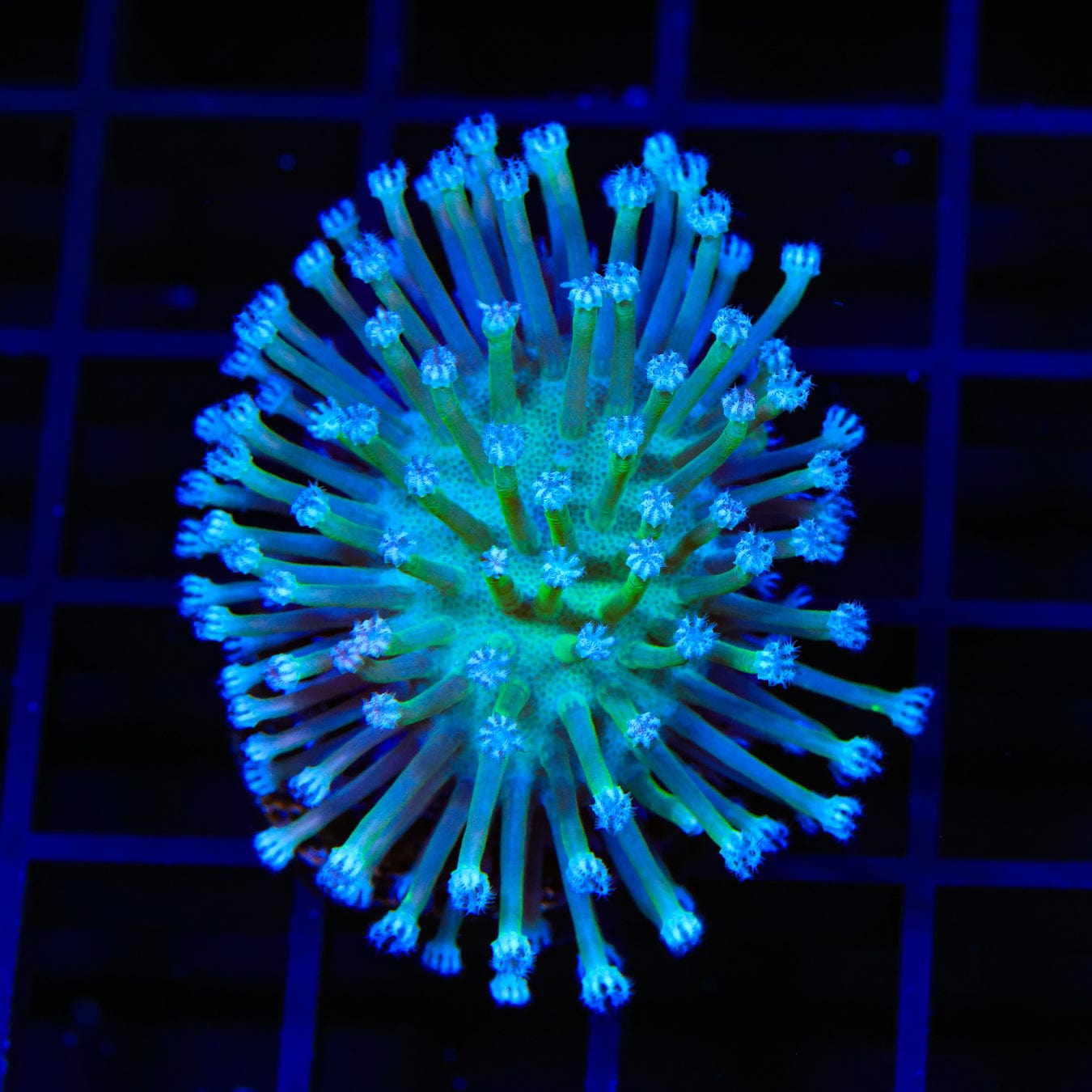 Ultra Toadstool Leather Coral