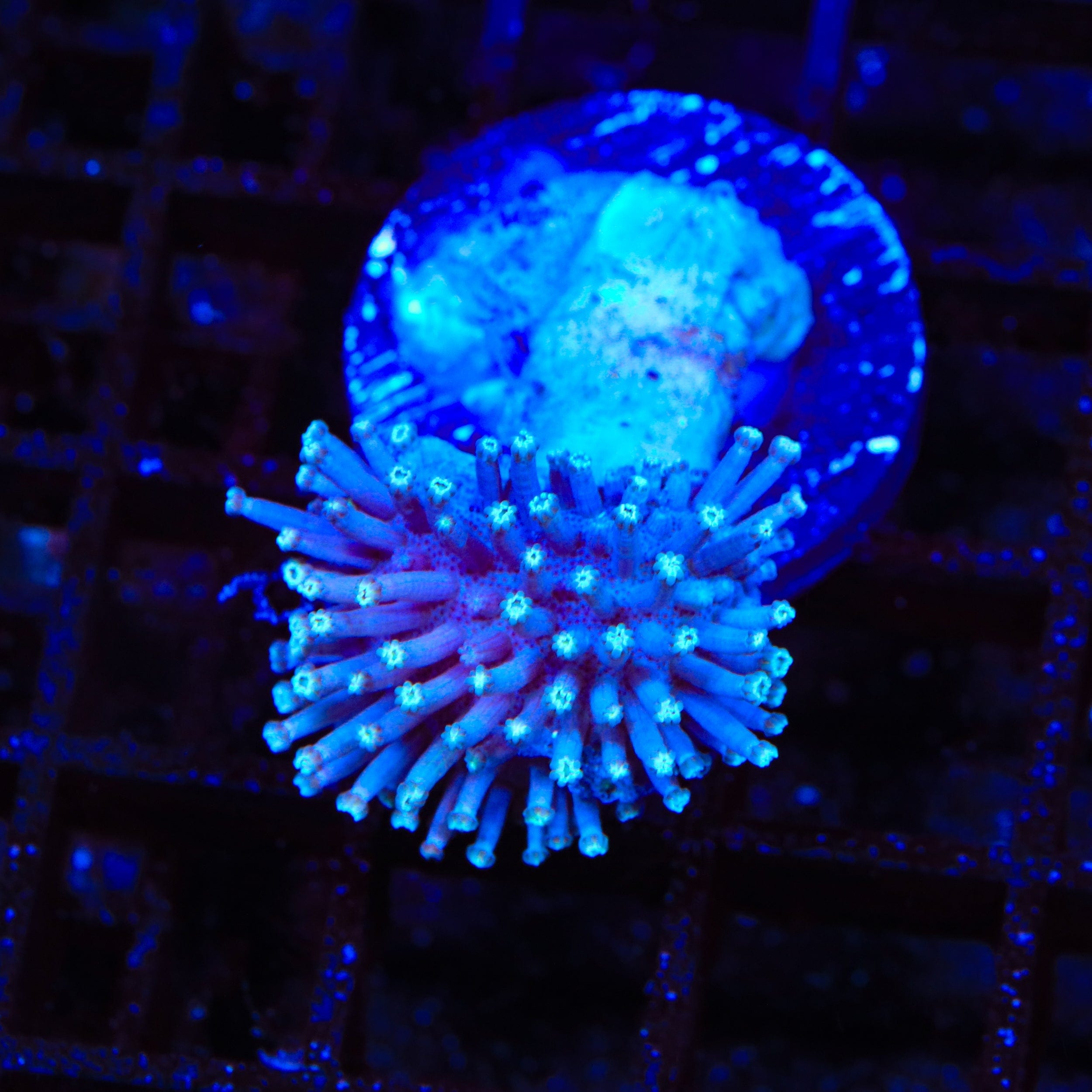 Ultra Toadstool Leather Coral