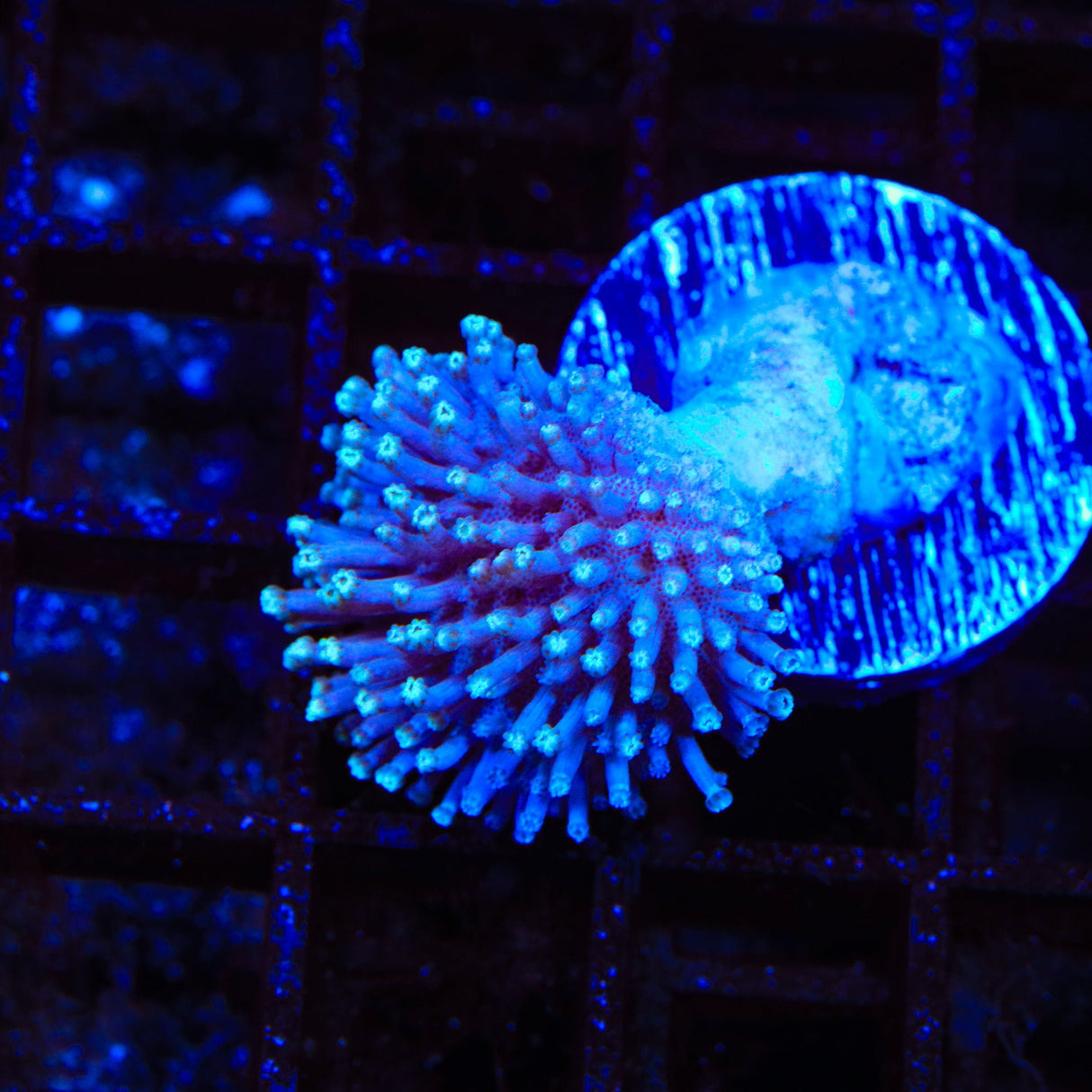 Ultra Toadstool Leather Coral